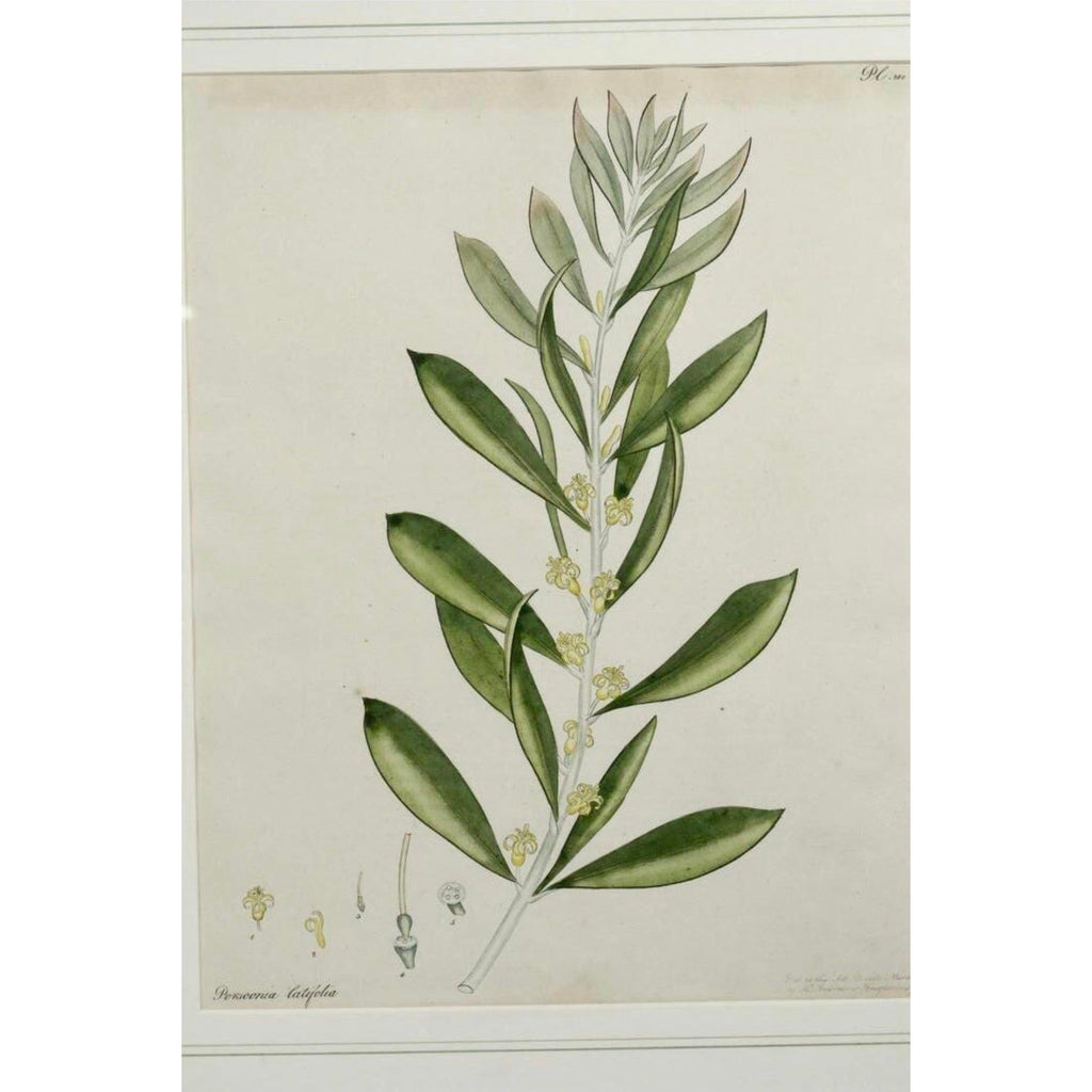Early 19th Century English Botanical Prints, Framed - a Pair -  POSH 